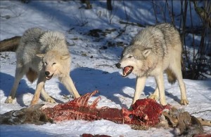 kill